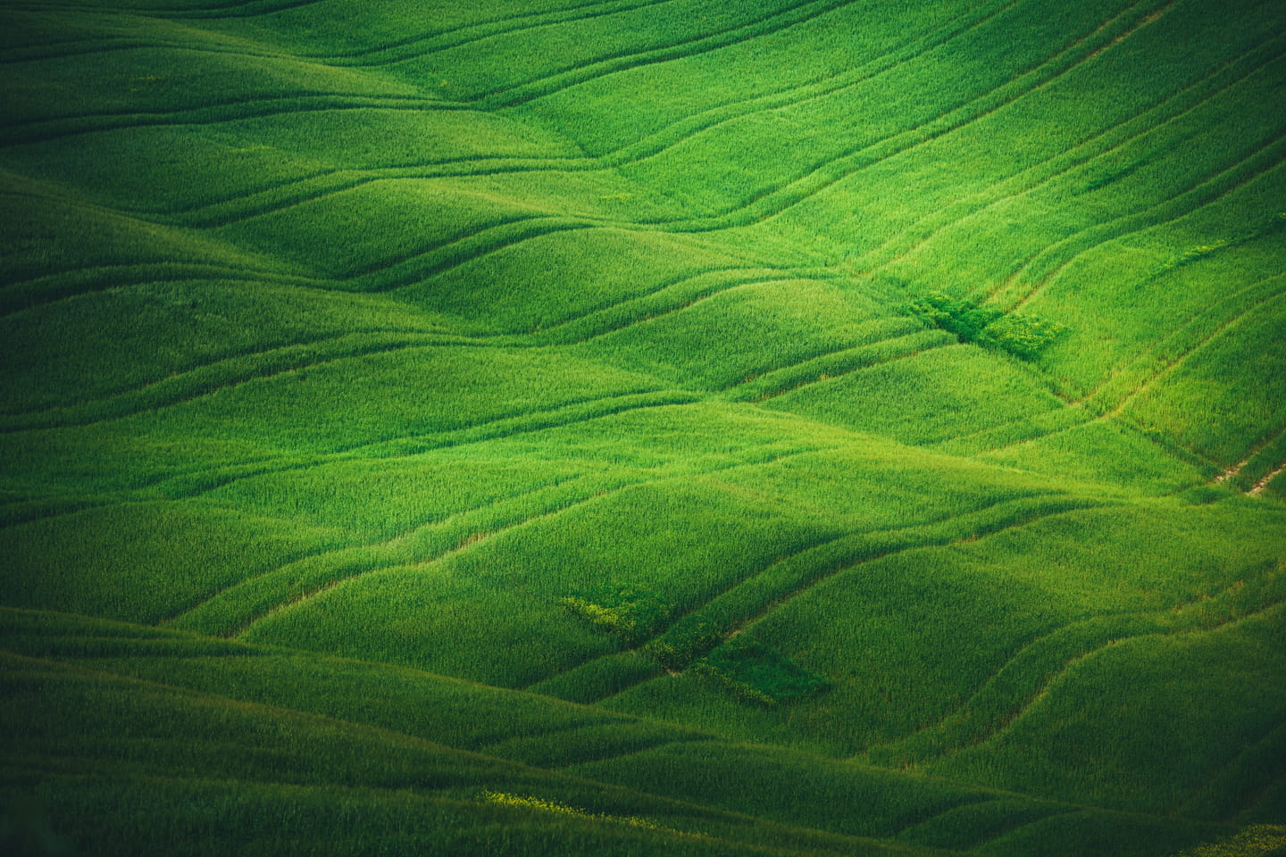 Green Field Background