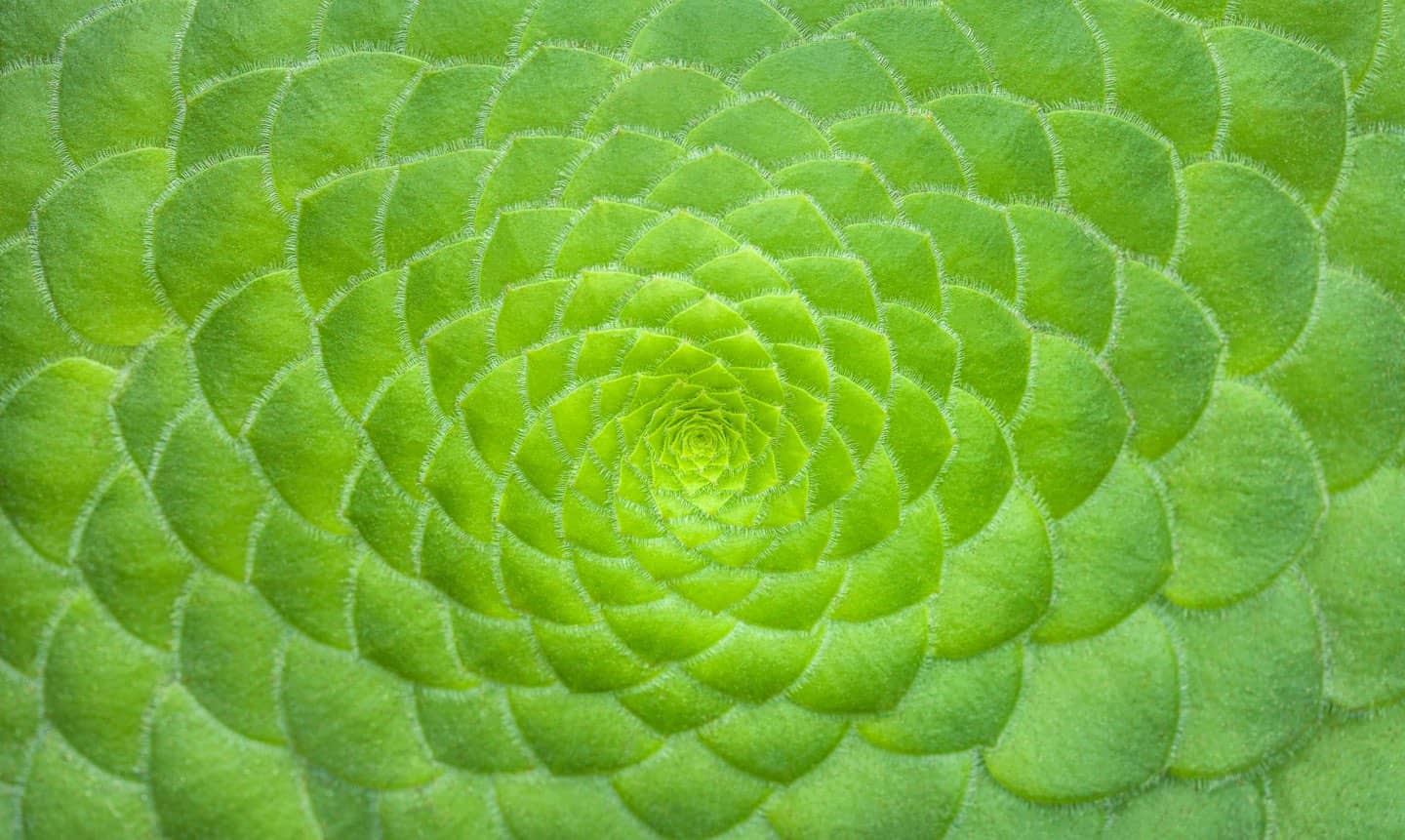 green succulent