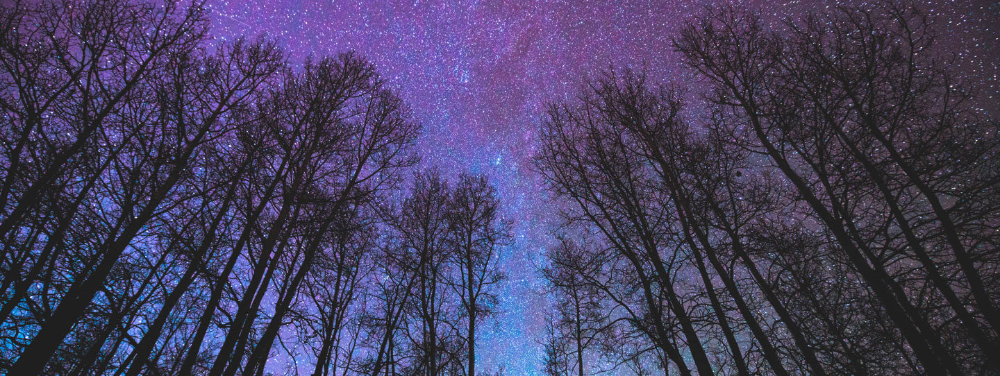 Clear view of a starry sky in the middle of the woods