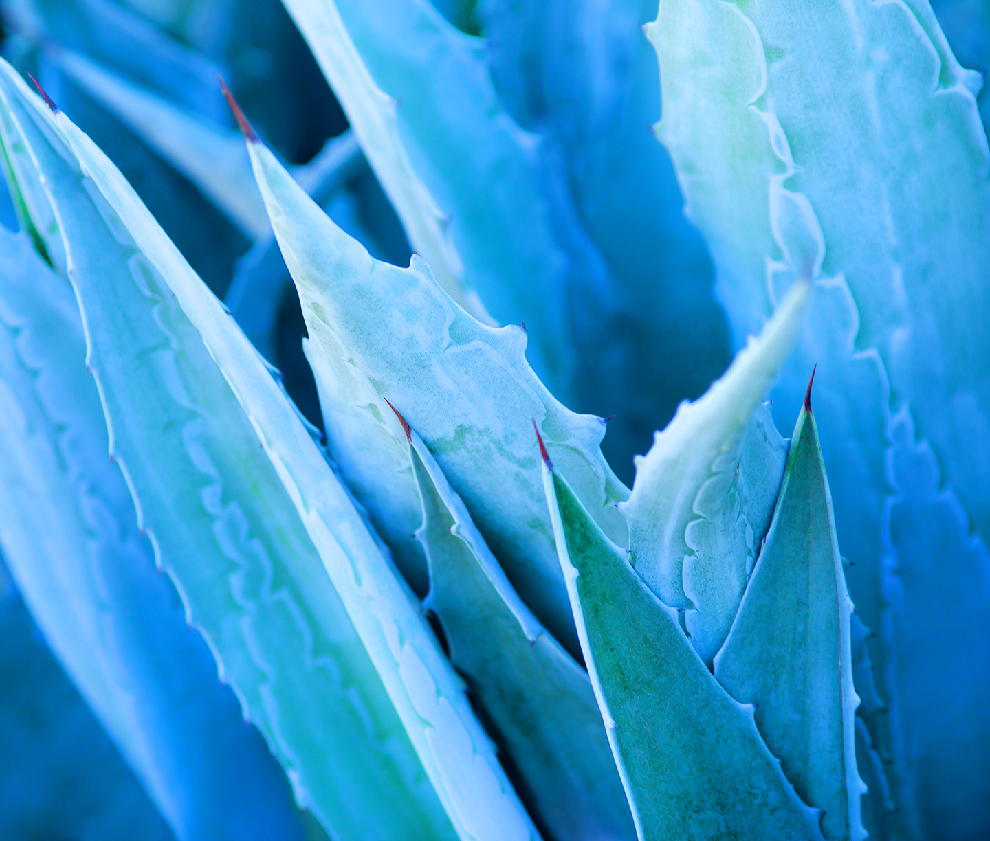 blue plant