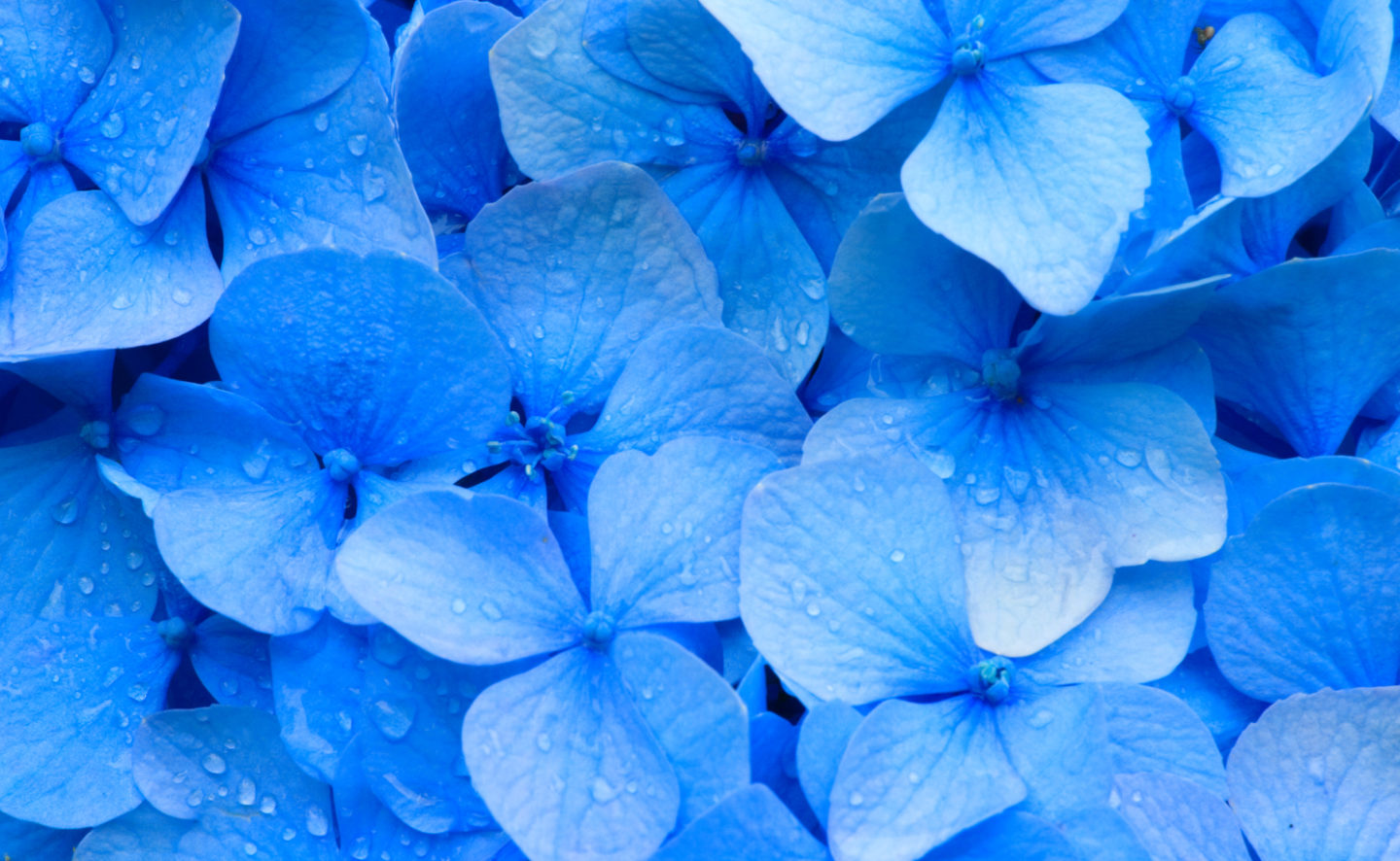 Blue Flower