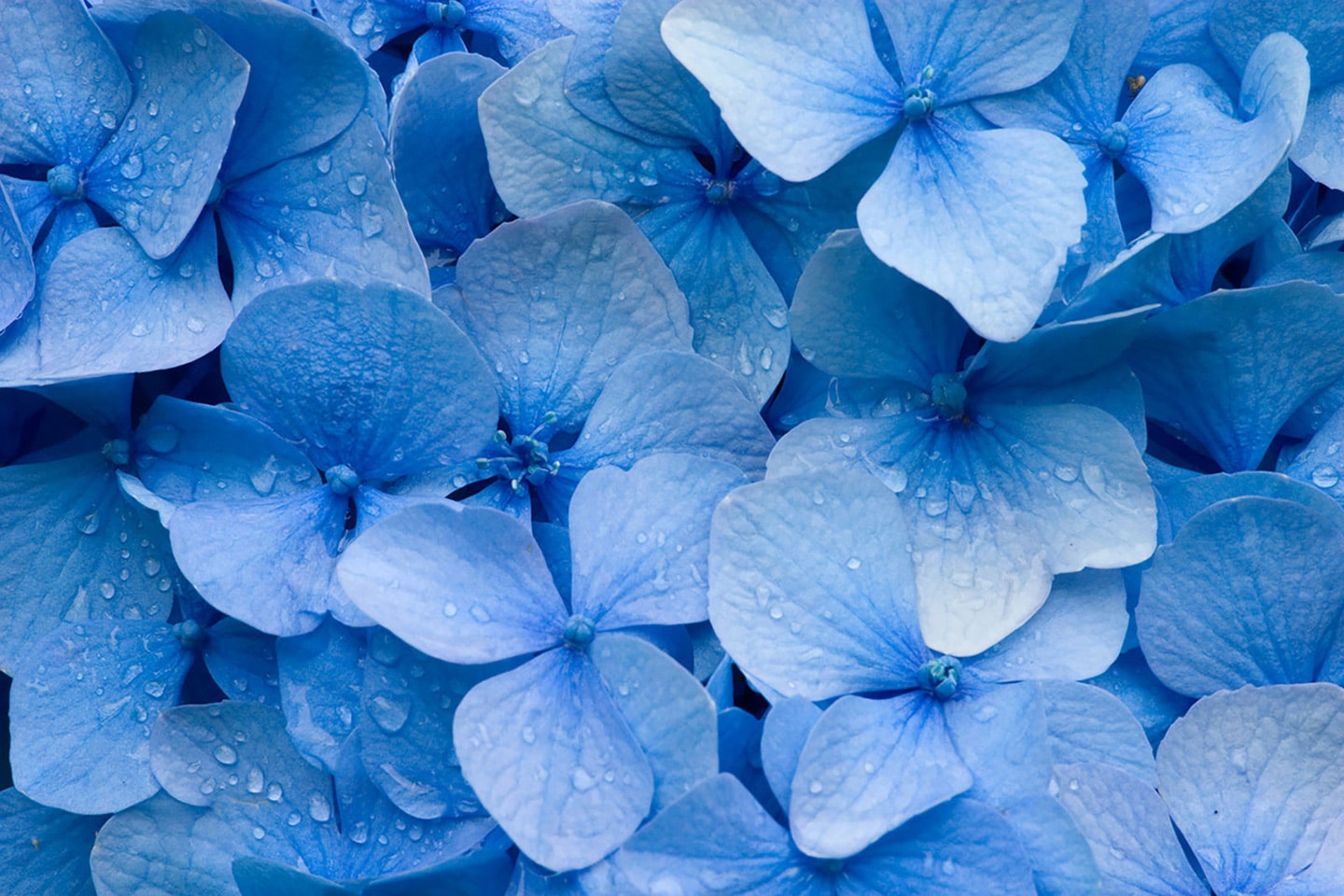 blue flowers background