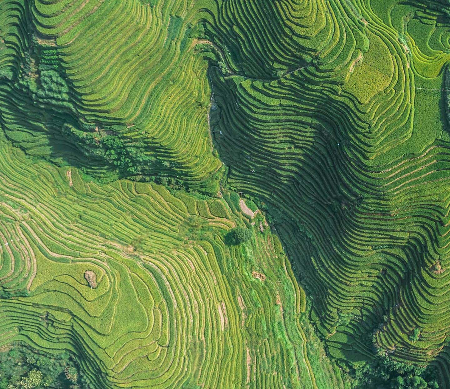 birdeye view of green hills