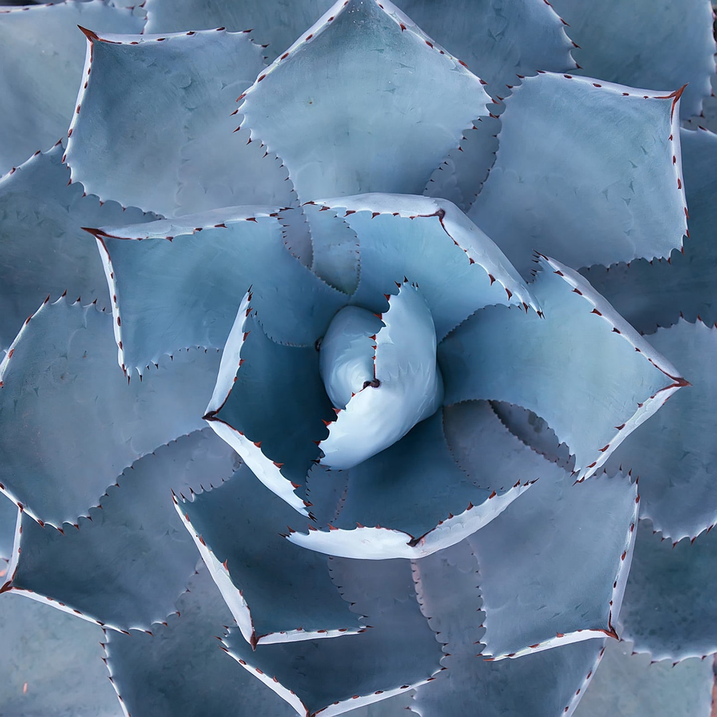 blue plant background