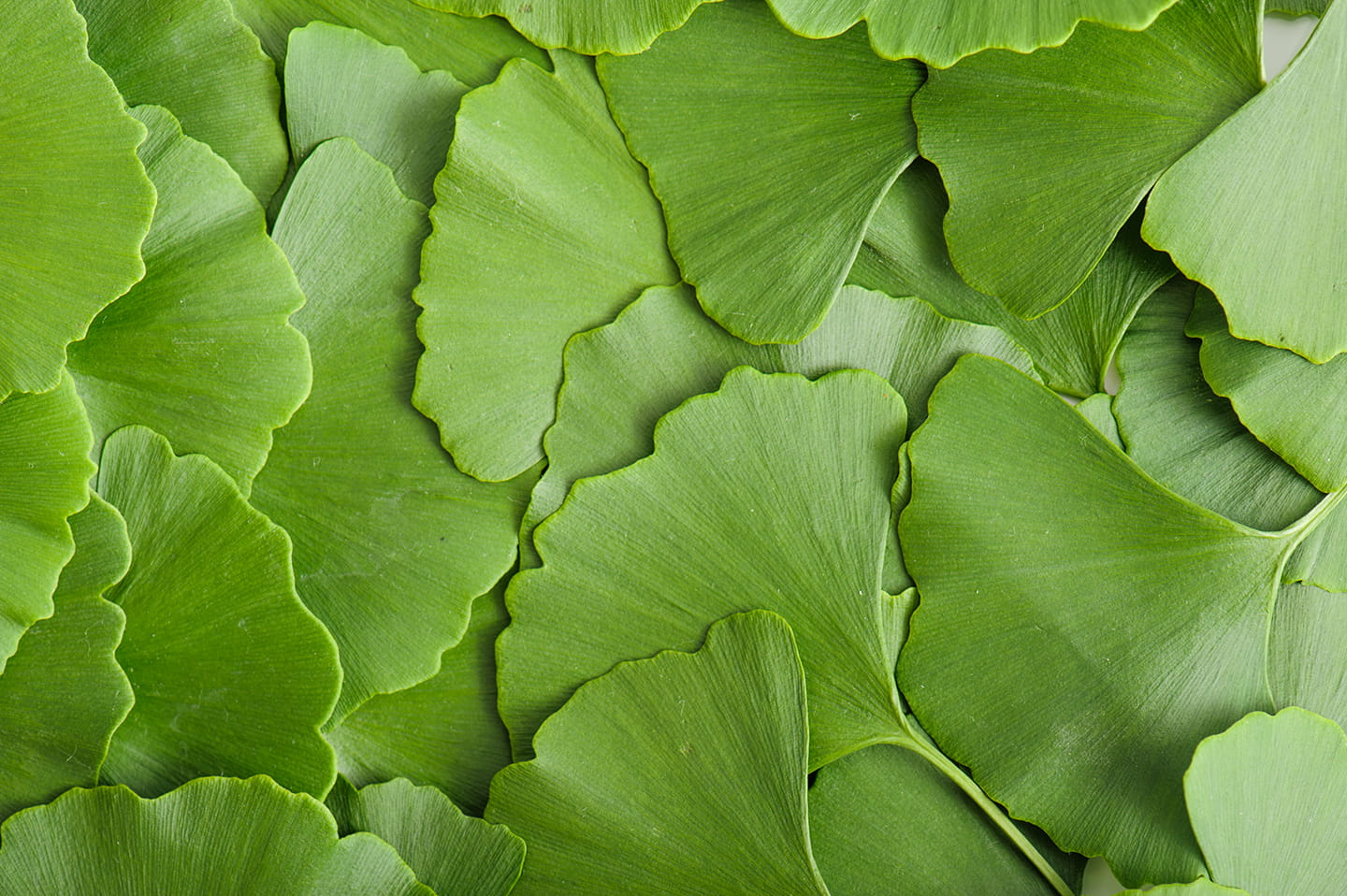 Green Plant Leaves