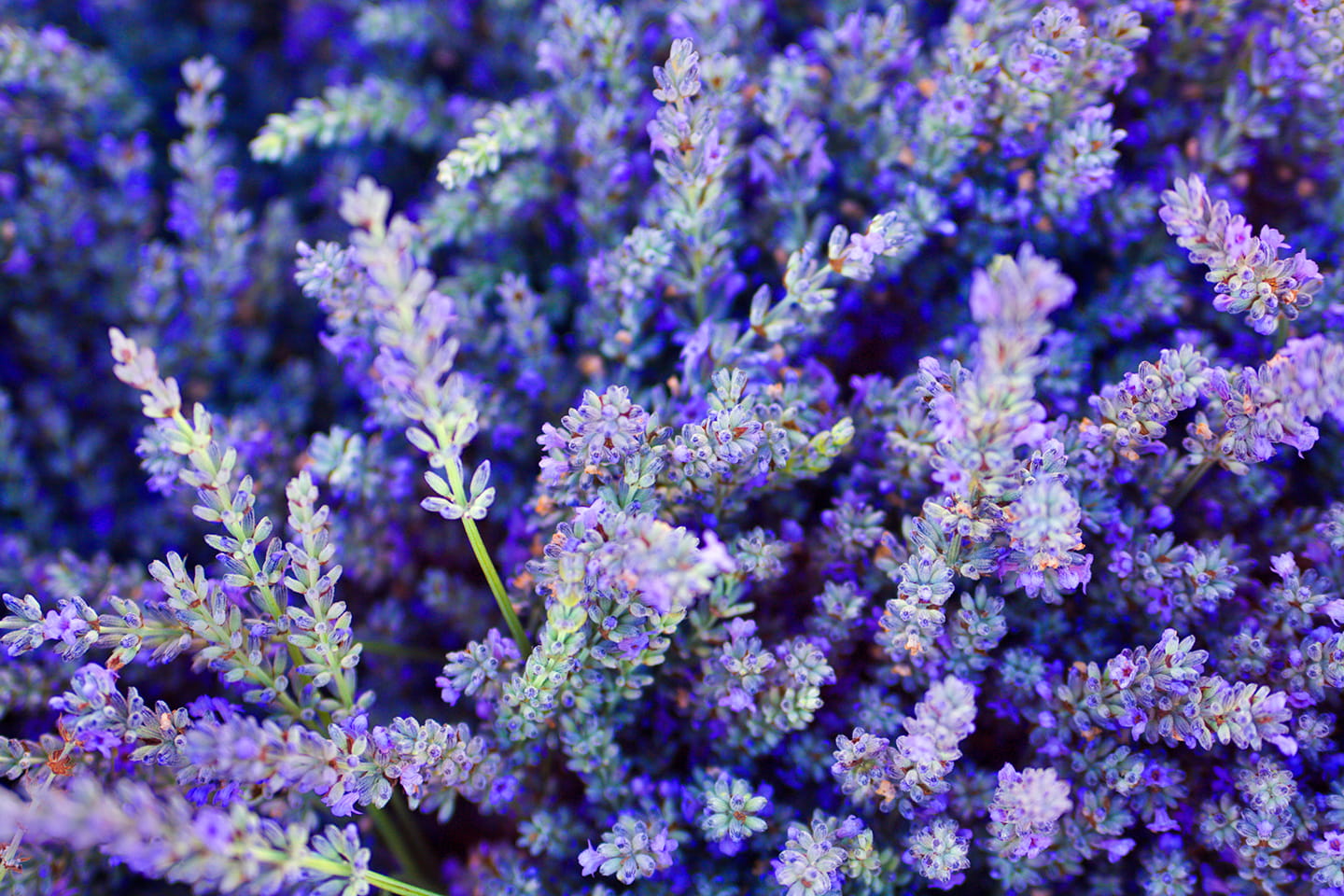 Eligibility lavendar