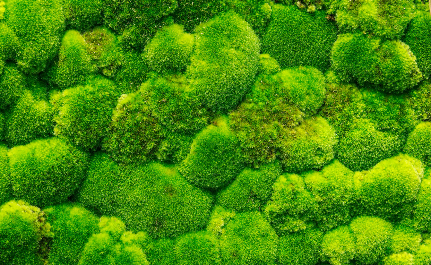 Green Moss