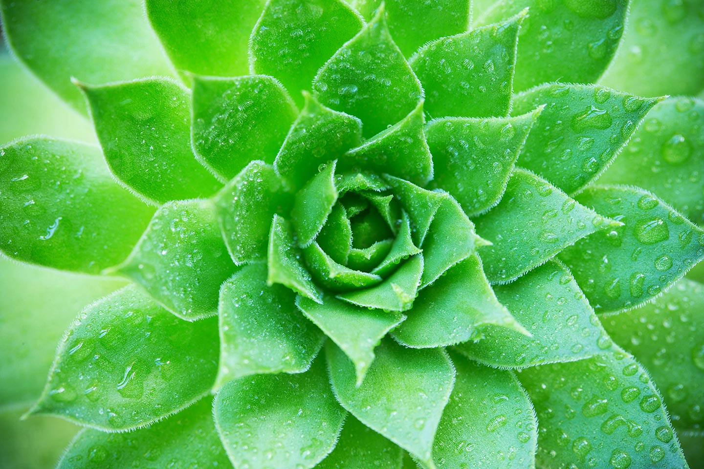 Green Succulent