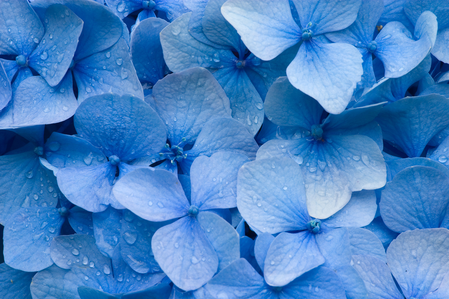 blue flowers