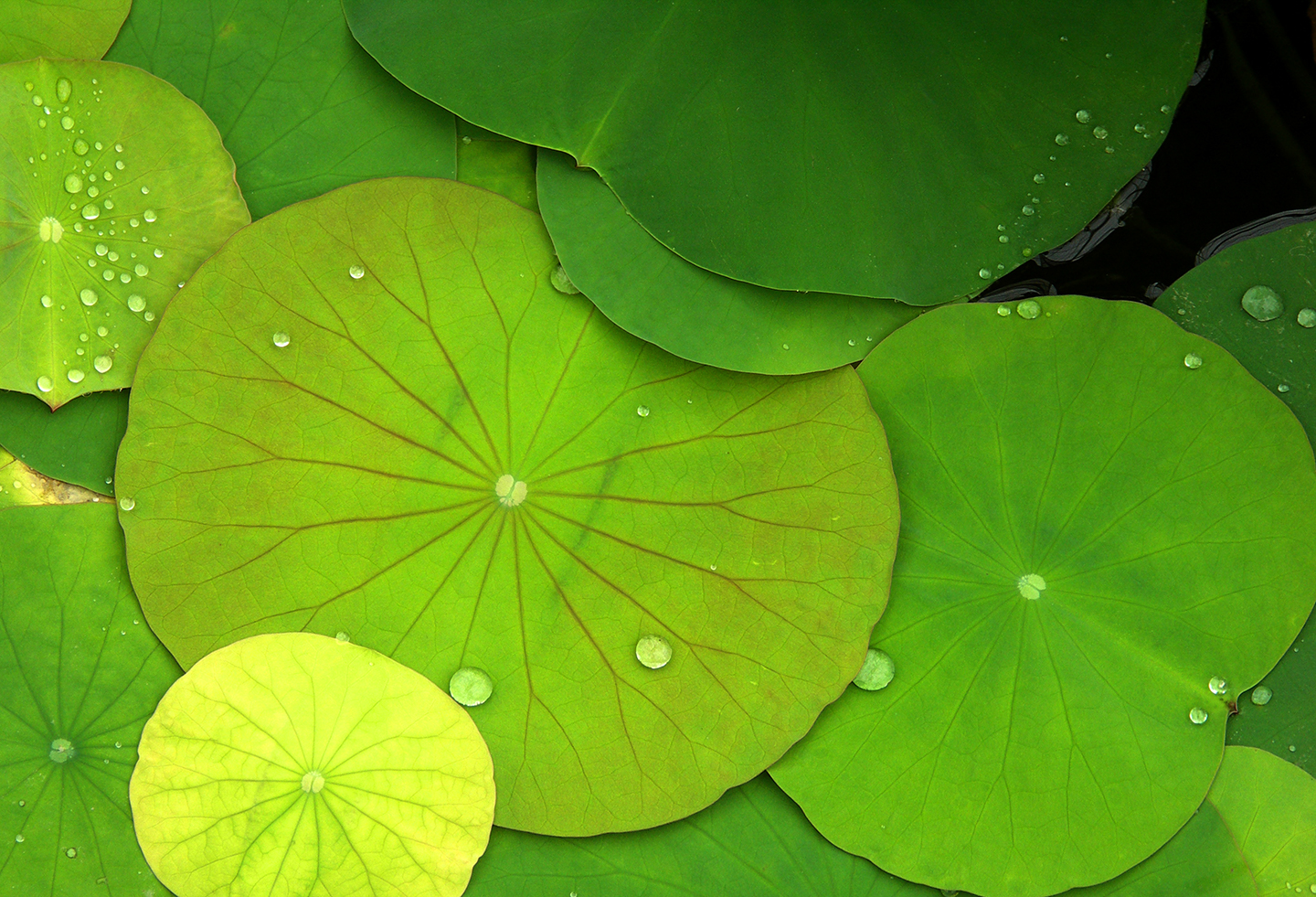 home-health-hospice-green-lillypad