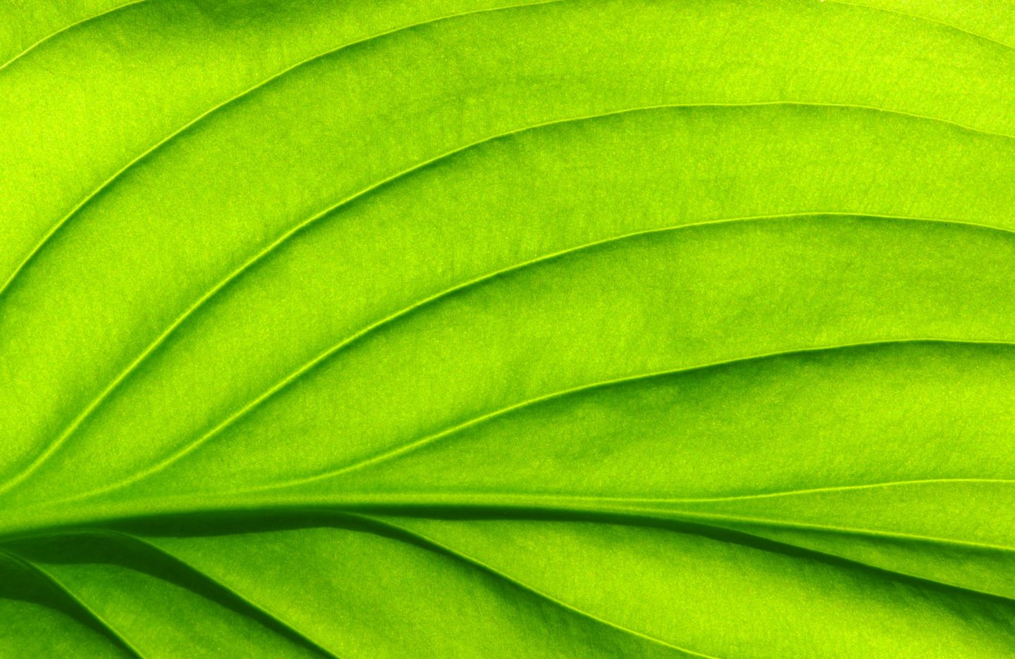 green leaves