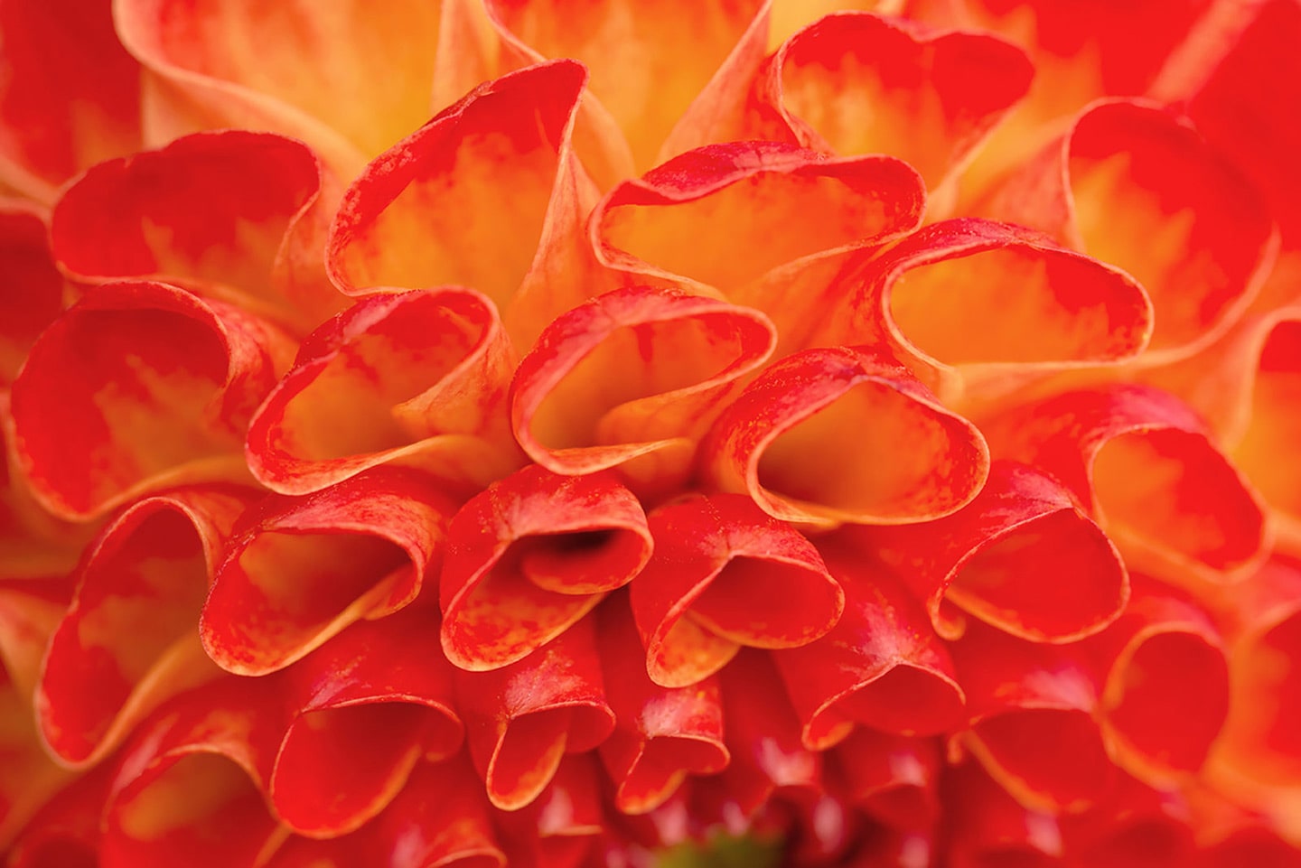 vibrant red flower background