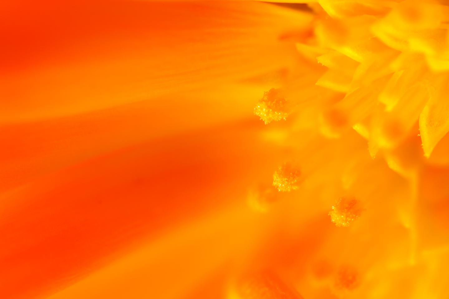 Orange flower