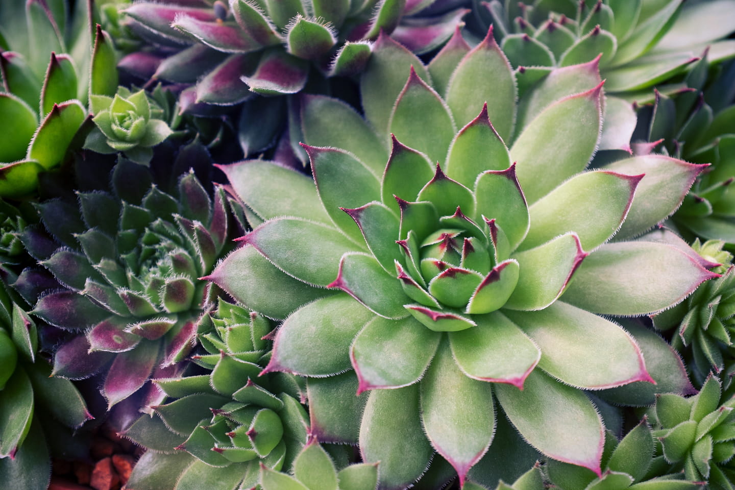 Succulent plants set background