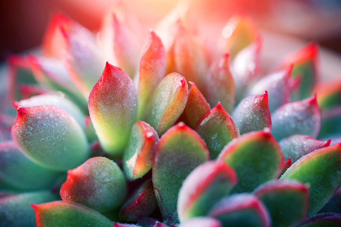 vibrant succulent background