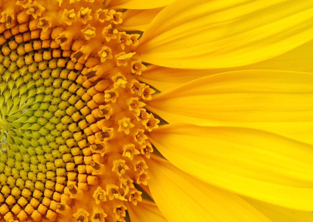 Yellow Sunflower